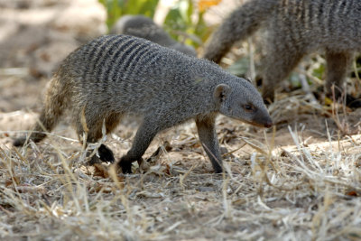 Mongoose - Namibia