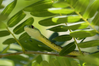 Boom Slang (Green Treesnake) male - Zimbabwe