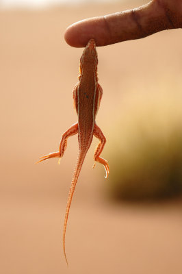 Snouted Lizard - Sossusvlei - Namibia