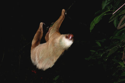 Three Toed Sloth - Costa Rica