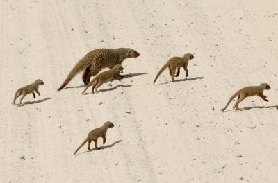 Mongoose family - Namibia