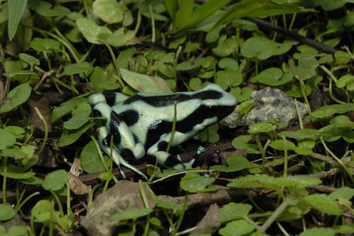 Poison Dart Frog - Costa Rica