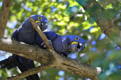 Hyacinth Macaw - Pantanal