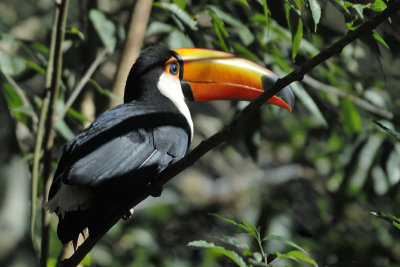 Toko Toucan