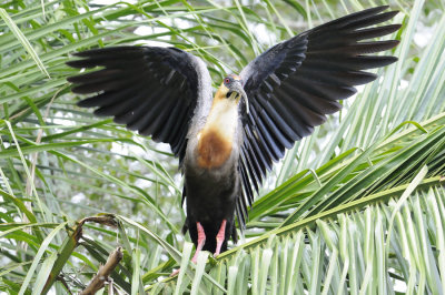 Buff-Necked Ibis