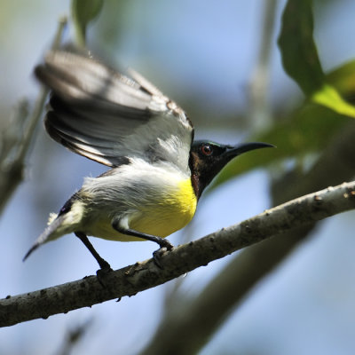 Purple-rumped Flowerpecker