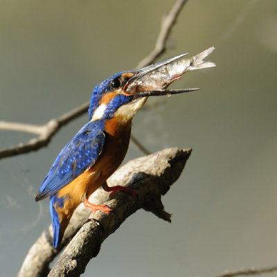 Eurasia Kingfisher