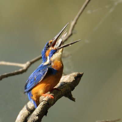 Eurasia Kingfisher