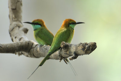 Little-green Bee-eater