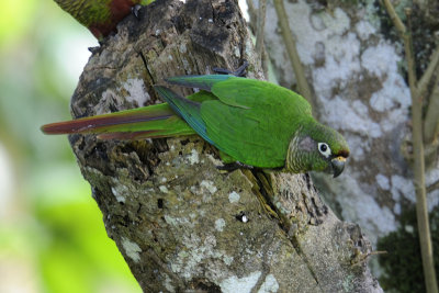 Maroon-bellied Parakeet 