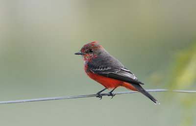 Vermilion Flycatcher