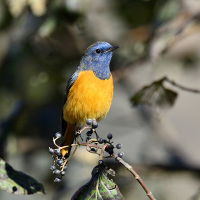 Blue-fronted Redstart