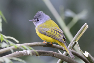 Grey-headed Canary Flycacher