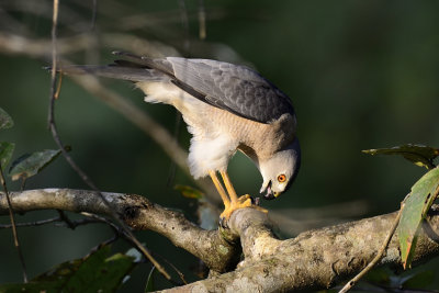 Shikra with prey