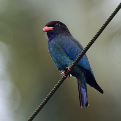 Dollarbird