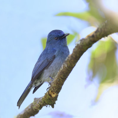 Nilgiri Flycatcher