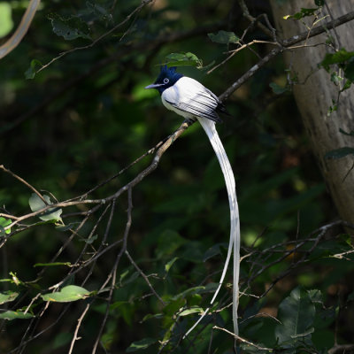 Asian Paradise-flycatcher - white