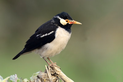 Asian Pied Starling