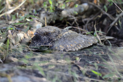 Savanna Nightjar - juvenile