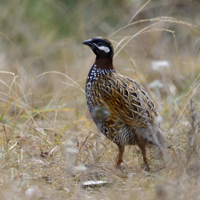 Black Francolin