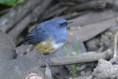 Nilgiri Blue Robin