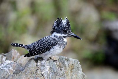 Crested Kingfisher - male