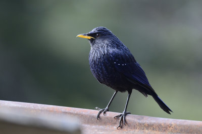 Blue Whistling Thrush