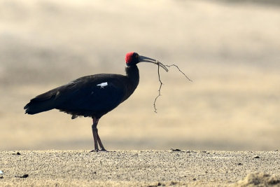 Red-naped Ibis