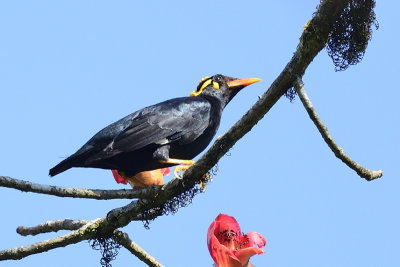 Lesser Hill Myna