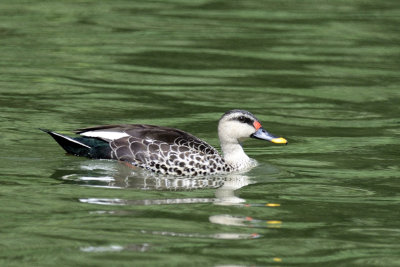 Indian Spot-billed Duck