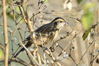 Spot-winged Rosefich - female