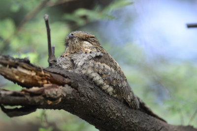 Jungle Nightjar