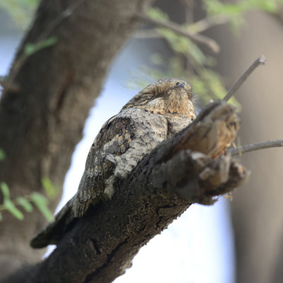 Jungle Nightjar