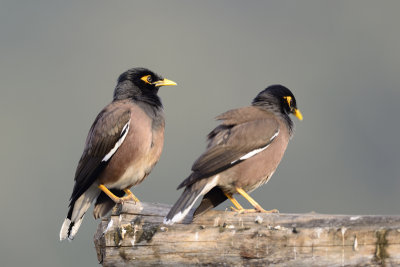 Common Myna