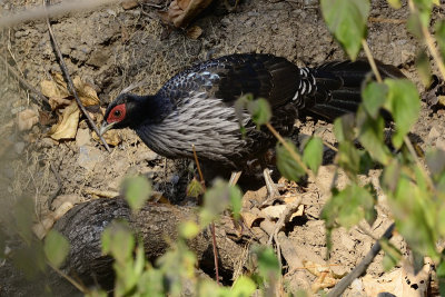 Kalij Pheasant