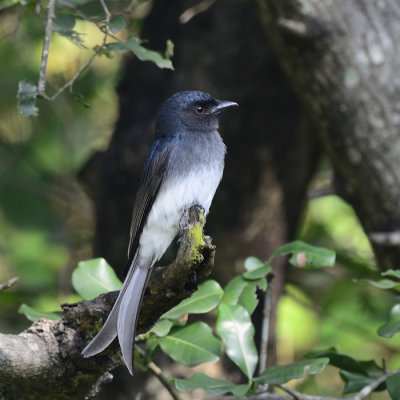 White-bellied Drongo