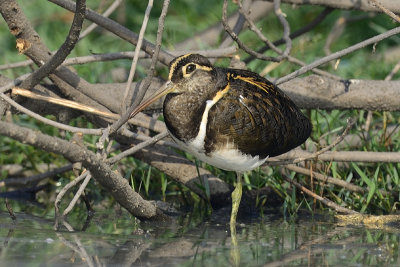 Greater Painted-Snipe - female