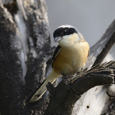 Bay-backed Shrike