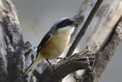 Bay-backed Shrike