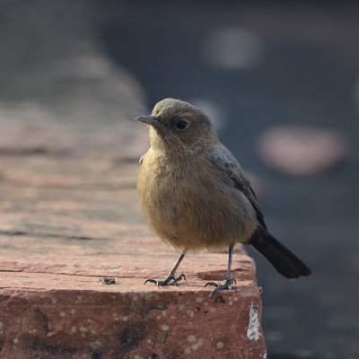 Brown Rock Chat 