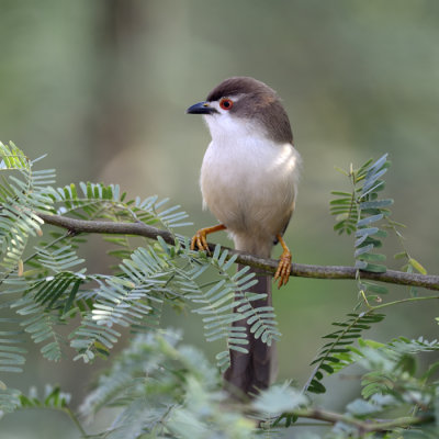 Yellow-eyed Babbler