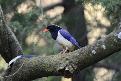 Red-billed Blue Magpie