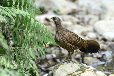 Kalij Pheasant - female
