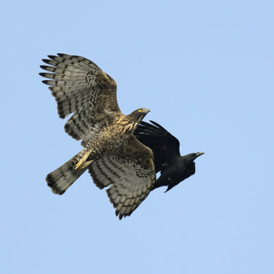 Oriental Honey- buzzard attacked by Crow
