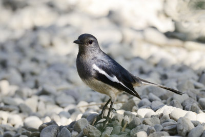 Oriental Magpie Robin - female