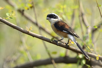 Bay-backed Shrike