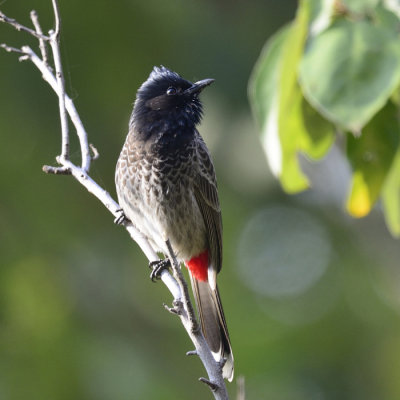 Red-vented Bulbul