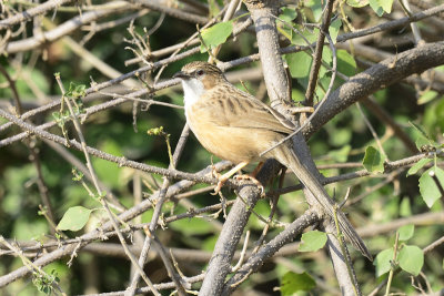 Common Babbler