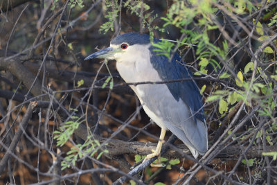 Black-crowned Night Heron