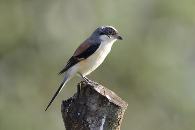 Bay-backed Shrike